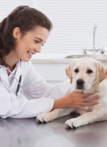 Felelősségteljes gazdik figyelmébe: ha MR-re viszed, talán tovább élhet!