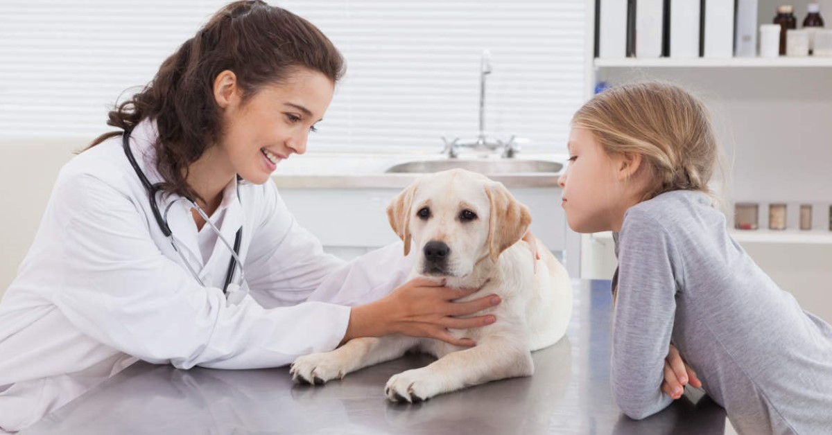 Felelősségteljes gazdik figyelmébe: ha MR-re viszed, talán tovább élhet!