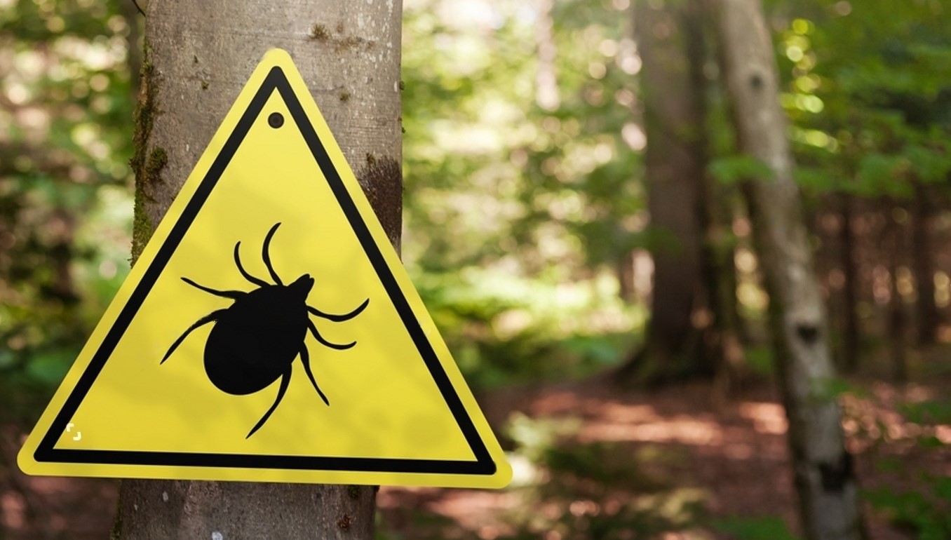 Miért csíp a kullancs? -&nbsp;Tények a kullancsokról és tanácsok a védekezéshez