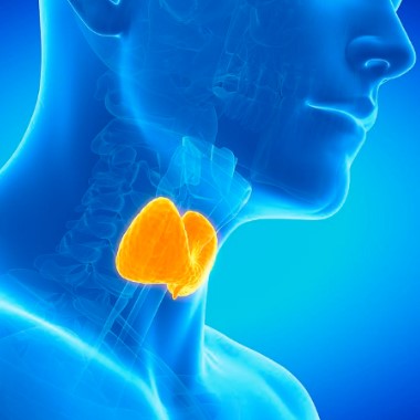 Pajzsmirigy betegségek, és daganat szűrés laborcsomag, Főorvosi leletértékeléssel