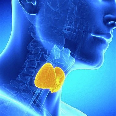 Laboratóriumi pajzsmirigy vizsgálat lelettel,a Gellért Medical Laborban