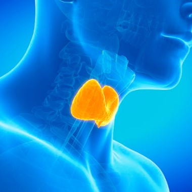 Laboratóriumi pajzsmirigyszűrés hormon-, és immunrendszer vizsgálattal, vércukor, vashiány, koleszterin,...előleg