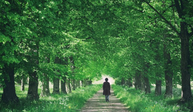 Már a fák látványa is csökkenti a stresszt