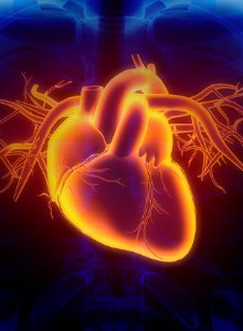 Érdekességek a szívünkről